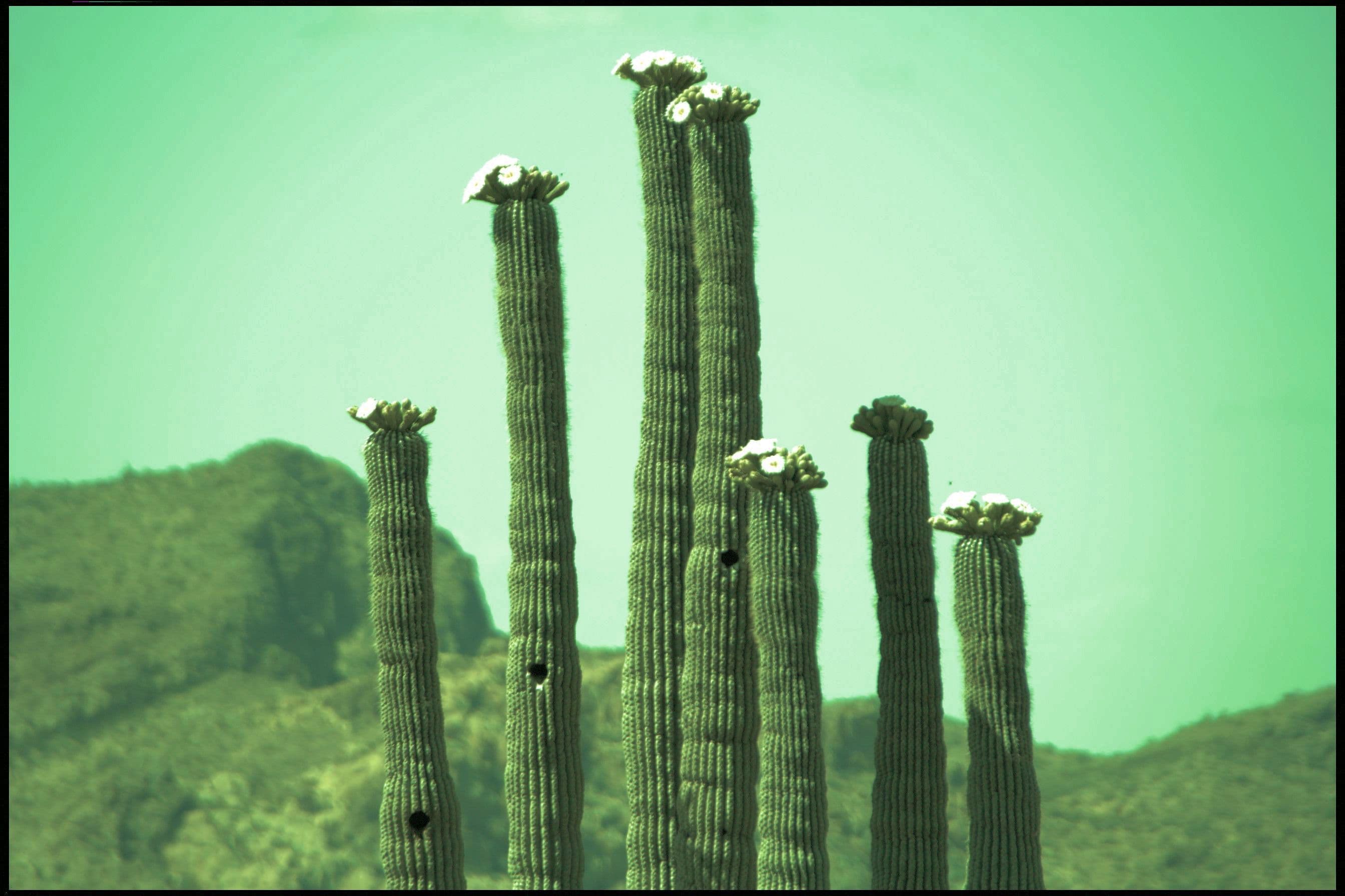 Photo of Central Arizona