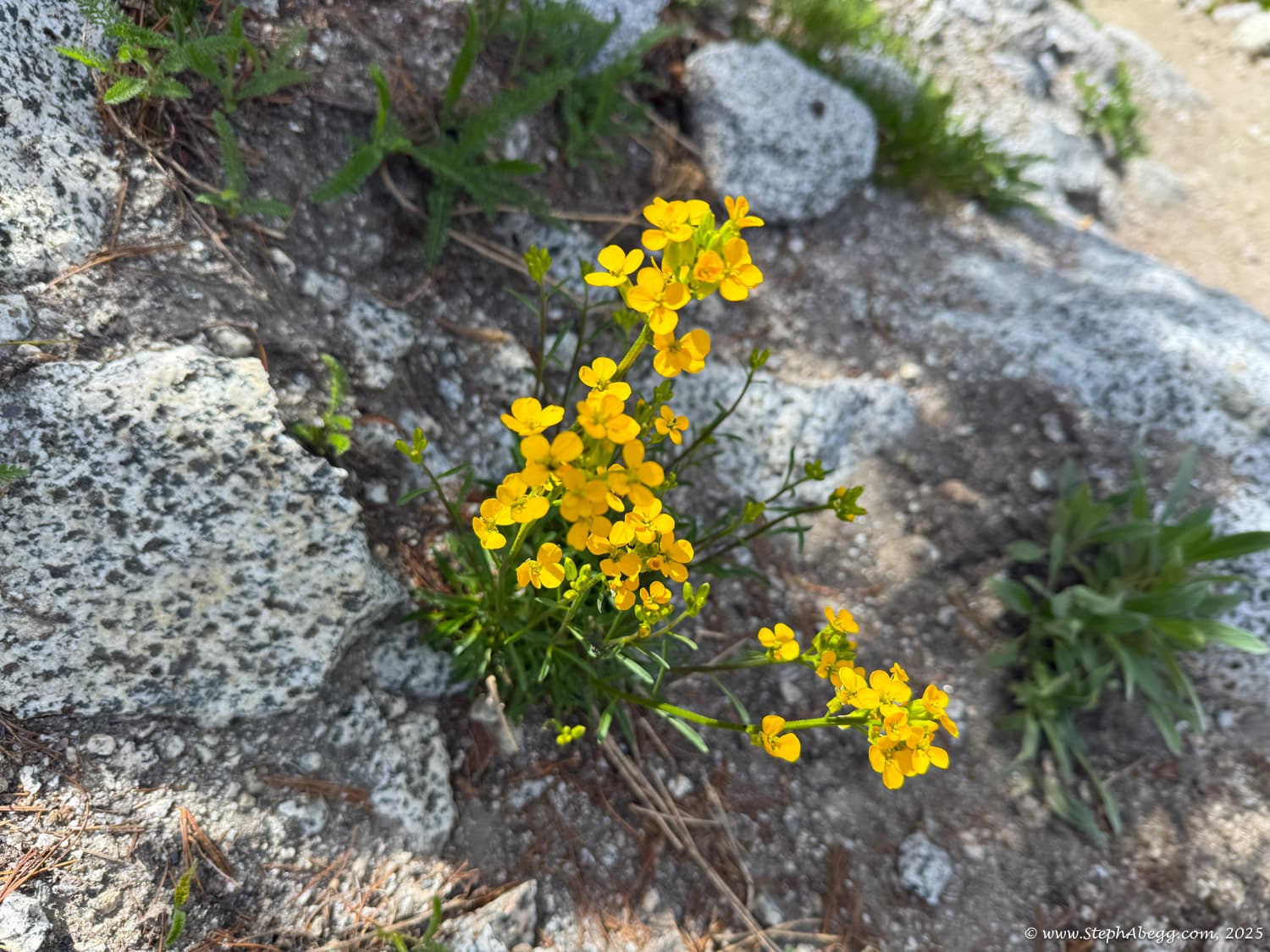 Photo of Stuart-Enchantments