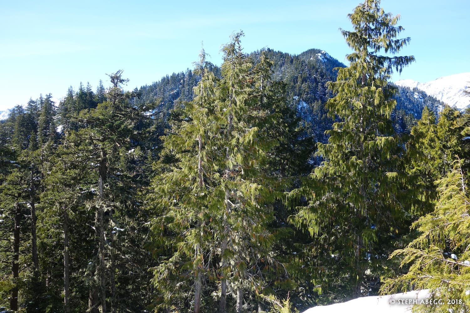Photo of Olympic National Forest