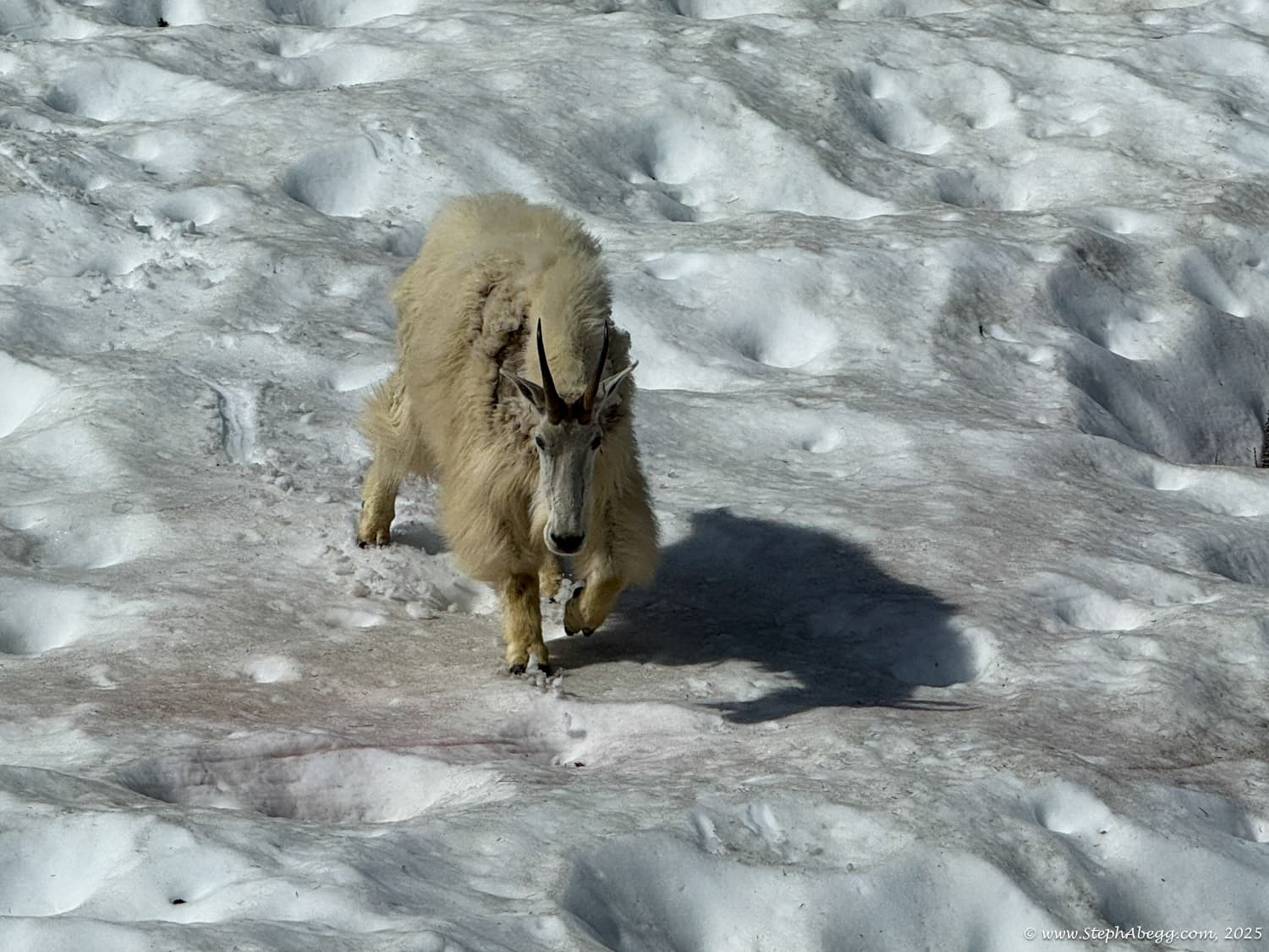 Photo of Stuart-Enchantments