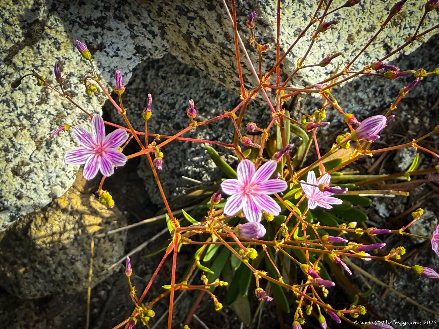 Photo of Stuart-Enchantments