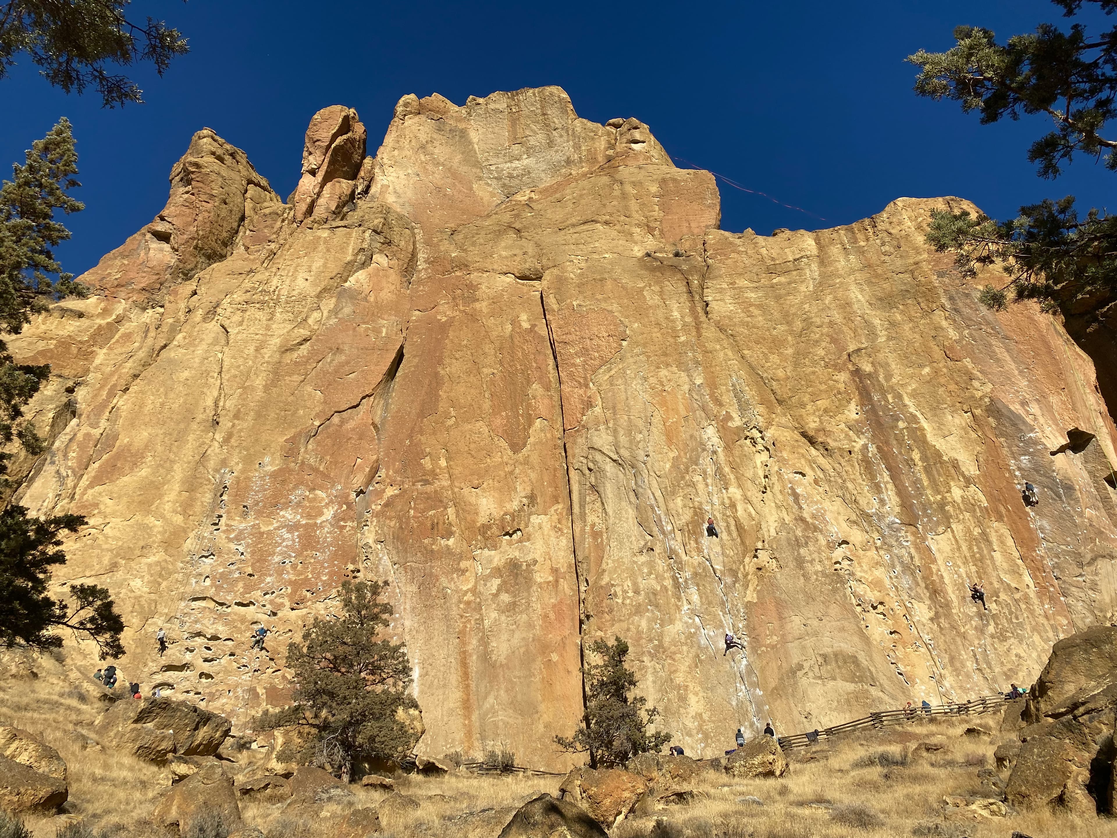 Photo of (g) Morning Glory Wall